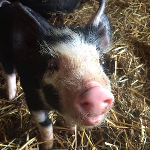 Queen Ann Farms Heritage Breed Pig