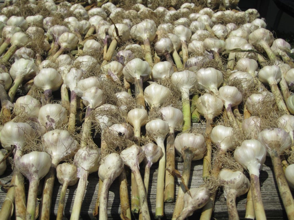 schuler farms garlic